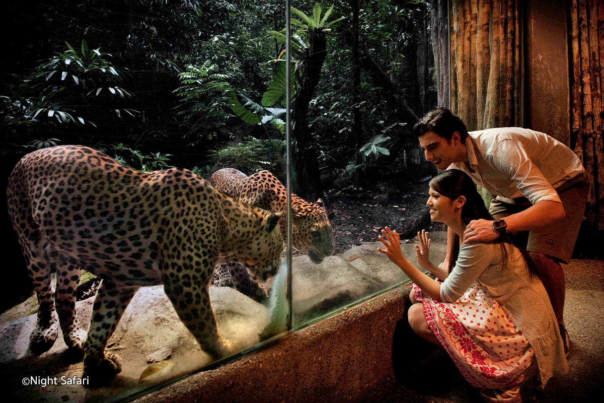 Night Safari Singapore là vườn thú đêm đầu tiên của thế giới, là hành trình khám phá thế giới về đêm đầy bí ẩn và thú vị của các loài động vật hoang dã ở Singapore, nơi du khách nào cũng một lần muốn ghé thăm. Tuy nhiên chi phí vào cổng Night Safari khá cao, lên tới 589.000vnđ/người.