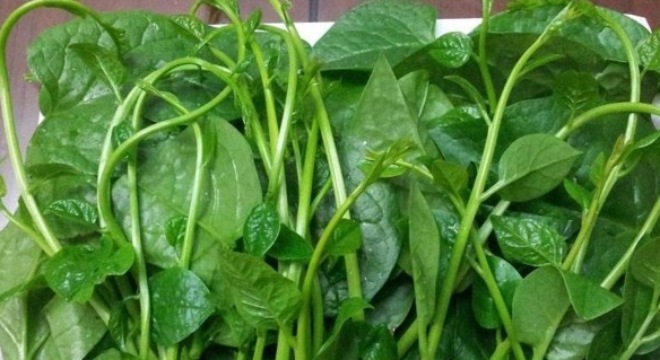 Rau mồng tơi đừng bỏ qua nếu bị thấp khớp