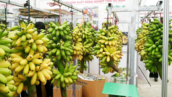 Nổi tiếng là đặc sản tiến vua, chuối ngự vùng chiêm không giống như chuối ngự trâu quả to, ăn nhạt. Buồng chuối khá nhỏ nhưng rất đẹp, quả căng tròn, vàng óng, cuống xanh, đầu ruồi có 3 chiếc tua cong đẹp mắt. Khi ăn, chuối có vị ngọt, hương thơm, càng ăn càng thấy ngon.