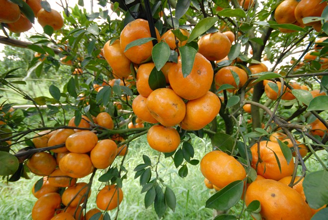 Quýt Lý Nhân - đặc sản Hà Nam nổi tiếng khắp nơi không những trong nước mà còn được xuất khẩu ra thị trường thế giới và cũng ừng dùng làm đặc sản tiến vua khi xưa. Vì thế, qua Hà Nam mùa quýt, nên tranh thủ thưởng thức món ngon đặc biệt trong thiên hạ.