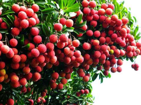 Vải thiều Thanh Hà được mệnh danh là “bà hoàng” của các loại vải. Vải thiều hạt nhỏ, màu nâu đen, cây vải tuổi càng cao thì hạt càng nhỏ, có nhiều trái gần như không có hạt và lớp cùi dày mọng nước.  Trái vải lớn cỡ ngón chân cái, tạo thành chùm, vỏ màu đậm hơi sần sùi. Vị ngọt dịu mát hòa lẫn với mùi thơm của nước vải ngấm vào tận răng người thưởng thức. Hương vị của vải thiều Thanh Hà khi ăn xong còn vương vấn mãi.