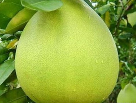 Tại Hậu Giang du khách phải thưởng thức bưởi năm roi Phú Hữu, loại trái cây ngon nhất của tỉnh. Chất lượng bưởi năm roi Phú Hữu được khẳng định từ nhiều năm nay. Múi bưởi đều đặn, không hạt, tép bưởi ráo, vị ngọt thoảng, chua thanh. Ăn bưởi năm roi Phú Hữu phải chấm với muối tiêu sọ hoặc muối ớt cay thì du khách mới cảm nhận hết được hương vị thơm ngon của loại trái cây nổi tiếng này.