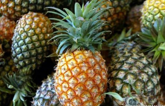 Có nguồn gốc từ Thái Lan, khóm Cầu Đúc dần trở thành loại cây đặc sản của Hậu Giang. Thuộc giống Queen, khóm ở xã Hỏa Tiến, thị xã Vị Thanh này có vị ngọt thanh, ngon nổi tiếng. Vẻ ngoài của khóm cũng đẹp và bắt mắt, quả nào quả nấy to đều, cuống ngắn, lõi nhỏ, mắt lồi, hố mắt hơi sâu. Bổ ra thấy thịt khóm màu vàng đậm, ít xơ, ít nước. Đặc biệt, riêng trái khóm có thể để khoảng 10 – 15 ngày vẫn không bị hỏng.