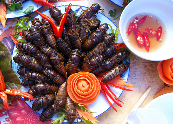 Người Thái đen rất ưa chuộng món ăn này và có cách chế biến khá hấp dẫn. Người ta đem những chú ve sầu bắt được cắt bỏ hết cánh, rút ruột. Đặc biệt là nhồi một hạt lạc rang giòn vào bụng sau đó đem tẩm gia vị rồi mới đem chiên giòn. Việc dùng hạt mắc khén, một loại gia vị chỉ có ở rừng sâu để tẩm ve khiến món ve sầu chiên có hương vị đặc biệt không thể nào quên. Khi mùi thơm tỏa ra, những con ve sầu có màu vàng mỡ bóng láng thì người ta lấy ra thưởng thức. Món này mà ăn vội vàng thì không cảm nhận được hết hương vị đặc trưng của nó. Phải nhai chậm rãi, từ từ cảm nhận bạn sẽ thấy đầu lưỡi tê tê, một vị ngọt tan dần dần trong miệng khiến người thấy sảng khoái tuyệt vời. Vị béo ngậy, thơm lừng khiến người ta ăn mãi mà không biết chán. Nhưng món ngon phải có đồ uống thích hợp mới thêm đậm đà. Đưa con ve sầu chiên giòn tan vào trong miệng, nhấp một chút rượu cho người ta cảm giác không gì thú bằng.