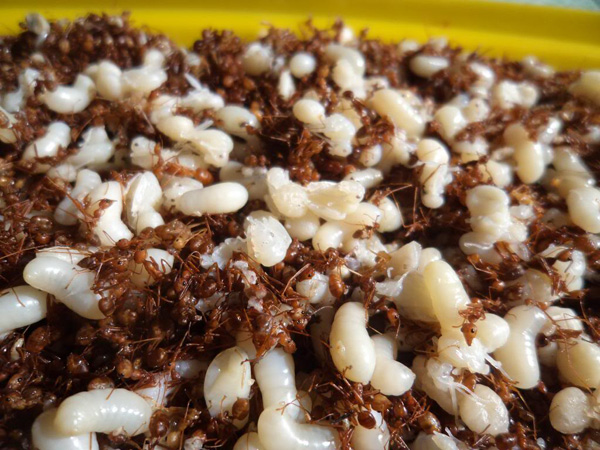 Đến huyện Sa Thầy, Kon Tum nơi sinh sống của dân tộc Rơ Măm bạn phải thức thức món cá gỏi kiến vàng độc và lạ. Món ăn mới nghe tên nhiều người cảm thấy sợ, nhưng khi được ăn rồi muốn ăn nữa.  Cá suối bắt loại vừa phải, bằng ba ngón tay, đem về làm sạch, băm nhuyễn, vắt cho cạn nước để đỡ mùi tanh. Kiến vàng chọn ổ kiến non, còn cả trứng đem về giã nhỏ để riêng. Lấy muối hột, ớt xanh, tiêu rừng trộn chung cá với kiến vào, thêm chút thính gạo bột gạo rang cháy xém, dậy lên mùi thơm. Khi ăn lấy lá sung cuốn lại vừa miếng và thưởng thức, vị ngọt của cá suối hòa vào vị béo của kiến non, vị cay xé của tiêu, ớt tạo nên hương vị ngon tuyệt vời.