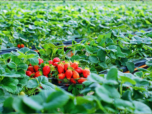 Dâu tây là món quà đặc sản của Đà Lạt sản xuất ra bao nhiêu, hết bấy nhiêu. Loại quả này có hình dáng đẹp, lại chứa nhiều chất bổ hơn cả cà chua, quả kiwi, hay hoa lơ xanh nên được các chị em rất ưa thích. Ghé qua Đà Lạt, vào vườn tự tay chọn dâu thì khó mà kiềm lòng không cầm mấy quả mọng đỏ cứ thế cắn để nghe vị chua chua ngọt ngọt, thơm thơm lan tỏa và thú vị khi thấy hạt dâu lạo xạo rất thực trong khoang miệng. Ngoài ra, mứt dâu tây nước, dâu tây sấy, mứt dâu tây khô, dâu tây sữa… chế biến sẵn cũng là sự lựa chọn quà tặng hoàn hảo sau chuyến đi về núi.