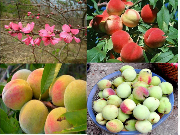 Đến Lạng Sơn du khách không thể không ghé thăm đỉnh Mẫu Sơn, một miền sơn cước hùng vĩ với nhiều điều kì thú. Đặc biệt, đây cũng chính là mảnh đất đỏ rực sắc hoa đào với những vườn đào sai trĩu quả. Mỗi năm, Mẫu Sơn chỉ có một mùa đào trong vòng một tháng, nên những trái đào dường như trở thành sản vật vô cùng quý giá mà thiên nhiên đã ưu đãi và ban tặng cho vùng đất này. 