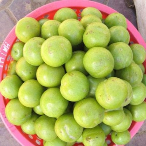 Từ tháng giêng âm lịch, cả thung lũng Bắc Hà với diện tích rộng 30km2 nở trắng hoa mận, đất trời Bắc Hà như trong huyền thoại. Qua Cổng trời, người và ngựa cứ bồng bềnh như trôi trong mây trắng. Du khách hãy đến Bắc Hà vào mùa mận chín. Mận Bắc Hà bắt đầu chín từ tháng 5 và chín rộ vào tháng 6, tháng 7. Khác với mận Lạng Sơn khi chín quả mới đỏ, mận hậu Bắc Hà không biến đổi màu vỏ ngoài, quan sát kỹ mới nhận ra lúc thu hái quả mận hơi ngả sang màu vàng nhạt. Trông cứ tưởng quả xanh nhưng khi bổ đôi, ruột quả mận mới phô sắc vàng.
