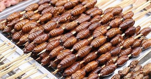 Nếu như xôi cọ là món ẩm thực ngạt ngào hương đồi, hương rừng thì món tằm cọ lại hấp dẫn người thưởng thức bởi chất men say đậm đà của hương rừng, hương đất. Để thực hiện món tằm cọ thì vật dụng đầu tiên cần có là lò đất nung chứa than hoa đốt từ thân cây cọ già, nhìn lớp than hồng rực đượm màu lửa cũng đủ gợi lên những hấp dẫn, mời chào.