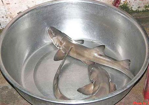 Cá nghéo thuộc họ cá xương sụn như cá mập, đẻ con chứ không đẻ trứng. Cá nghéo toàn thịt, gan béo, thịt ngon, tuy da có nhám (do đó gọi là cá nhám), có tanh, nhưng cạo da bằng nước sôi như cạo lợn thì không còn tanh nữa, thịt cá lúc ấy trắng như bông, mới nhìn đã thích.  Cá nghéo làm gỏi ăn với nước lèo, rau sống, nhấm rượu là một món nhậu đẹp; còn như kho với nghệ, mật, gừng là món ăn bổ âm. Các lương y ở Đồng Hới khuyên người bệnh nghèo nên ăn cá nghéo bao tử sau khi lành bệnh, không cần uống thuốc bổ, tốn tiền.