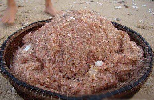 Con ruốc, người miền Bắc gọi là moi, người trong Nam gọi là con khuyếc, thuộc loại nhuyễn thể. Ở vùng cửa biển Nhật Lệ, ruốc tháng sáu ngon nhất. Ngạn ngữ Đồng Hới nói: “Ruốc tháng sáu là máu rồng”. Đó là một cách nói ẩn dụ, hàm ý rằng ruốc tháng sáu quý hiếm vì ít năm ruốc tràn về trong tháng sáu và đối với người Việt chúng ta, cái gì thuộc về rồng, phượng đều mang ý nghĩa tốt, đẹp, hiếm quý; đồng thời ngạn ngữ này cũng mang ý nghĩa so sánh: ruốc tháng Sáu làm ra đỏ như máu rồng.  Mặt khác, đối với ngư dân Đồng Hới, năm nào tháng sáu có ruốc là năm đó sẽ được mùa cá, nhất là nục mộng, một loại cá làm nước mắm tuyệt vời, bởi lẽ ruốc áp lộng đến đâu là cá nục, cá cơm, cá trích theo ruốc kiếm ăn đến đó; đồng thời vụ ruốc cũng kéo dài đến tháng 8 âm lịch.