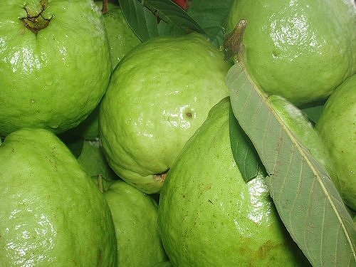 Nhắc đến Thái Bình, chúng ta không thể quên một loại trái cây vô cùng hấp dẫn và có rất ít hạt mang tên ổi bo. Với hương vị ngon, ngọt, giòn, mát, chua chát dịu nhẹ làm nên loại ổi có một không hai này. Thưởng thức một miếng ổi bo mà nhớ cả đời. Tuy nhiên ổi bo hiện nay đang bị thu hẹp dần diện tích nên để thưởng thức loại trái cây này không phải ai cũng có cơ may.