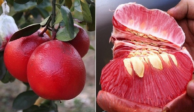 Là loại quả tiến vua, bưởi Luận Văn khác các loại bưởi khác ở chỗ có mùi thơm rất đặc trưng. Dịp Tết đến, chỉ cần bày lên mâm quả là bưởi có thể thơm lừng khắp không gian nhà.  Bưởi Luận Văn lúc chín sẽ có màu đỏ, từ múi đến vỏ vô cùng đẹp mắt. Tầm tháng 11, 12 chính là thời điểm bưởi sẽ chuyển sang thứ màu đỏ hấp dẫn này. Bưởi không những có mùi thơm đặc trưng mà còn mang vị chua ngọt rất dễ chịu.  Một quả bưởi đạt Tiêu chuẩn tiến vua xưa kia phải đạt khoảng 1.5kg trở lên, thân tròn trịa, rốn bưởi phải ở chính giữa. Theo người dân trồng bưởi lâu năm ở làng Luận Văn thì trong 1000 quả có khi chỉ chọn được 100 quả đạt Tiêu chuẩn như vậy.