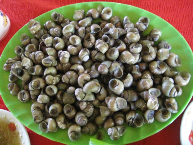 Ốc luộc chấm nước mắm chanh ớt thêm chút gừng cho ấm bụng và khử mùi tanh. Ốc mới luộc còn nóng, con nào cũng vàng ươm, béo ngậy, ngọt thịt, giòn giòn không gây ngán. Trong ruột ốc thường có nhiều con nhỏ như hạt gạo, nhất là mùa sinh sản ốc càng béo, ngọt, khi nhai giòn giòn. Ốc gạo lể ra sẵn có thể nấu với cháo cho thật nhừ, thêm nhiều hành, tiêu cùng mấy miếng gừng sợi để ấm bụng. Hoặc còn được chế biến thành ốc cháy mỡ tỏi, om nước dừa, rang bơ.  Nhâm nhi thêm chút rượu đế mắt mèo, hơi nồng ấm của rượu hòa cùng mùi vị của ốc càng thấm đượm hương vị miền sông nước hữu tình miền Tây.