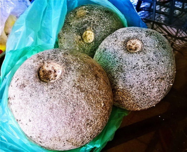 Trái quách ở Trà Vinh nổi tiếng ngon. Người dân ở đây rất tự hào về loại trái cây này không chỉ ở vị thanh ngọt, mát lành mà dường như với họ, hơn nửa thế kỷ qua, trái quách có mặt và trở thành một đặc sản độc đáo, góp phần làm phong phú hơn danh sách trái cây nơi miệt vườn Trà Vinh.  Quách mới rụng xuống (vừa chín tới) tuy đã thơm phưng phức nhưng thường người ta để dăm ba bữa, khi quách đã chín mùi, vỏ mềm mới dùng dao xẻ đôi trái, lấy muỗng múc hết ruột quách cho vào ly, thêm đường đánh tan đều, cho đá đã đập nhỏ vào. Đơn giản thế mà lại có được một ly nước thanh mát giải nhiệt. Những ai lần đầu thưởng thức, sẽ khó chịu đôi chút vì chưa quen mùi thơm, vị lạ đặc trưng của quách nhưng uống rồi đến ly thứ hai, thứ ba thì thèm ngay.