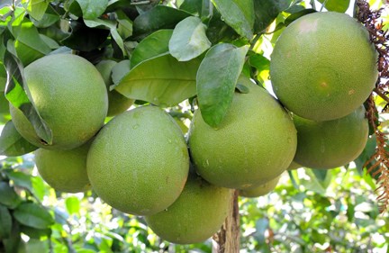 Bưởi Thanh Trà không còn là đặc sản riêng của làng Nguyệt Biều nữa, mà nó trở thành cây đặc sản vườn ở Huế. Bưởi Thanh Trà có hương vị đặc trưng rất riêng, ngon không kém giống bưởi nào trên cả nước. Trái bưởi thanh trà khác các loại bưởi khác từ hình dáng đến hương vị. Da trái thanh trà không xanh mà có màu vàng nắng. Kích cỡ của trái nhỏ nhắn hơn đồng loại, không tròn trịa mà từ cuốn to dần lên. 
