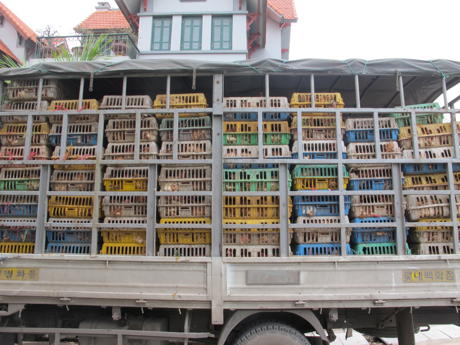 Gà nhập lậu Trung Quốc hoành hành tại Quảng Ninh
