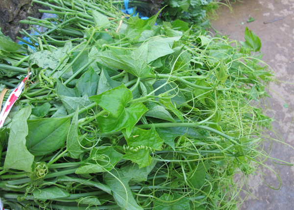 Chẳng quá lời khi nói su su đã trở thành thương hiệu nổi tiếng nhất của mảnh đất Tam Đảo, Vĩnh Phúc. Su su Tam Đảo nổi tiếng bởi độ tươi, sạch, ngon nên giá cả dù thế nào cũng không bao giờ lo ế khách. Nếu trước kia, người ta trồng su su chỉ để ăn quả thì nhờ sự sáng tạo của người Tam Đảo, ngày nay ngọn su su mới là sản vật được giá hơn cả tại mảnh đất này. Bất cứ nơi nào trên núi non Tam Đảo đều có thể bắt gặp màu xanh mướt mát của ngọn su su.
