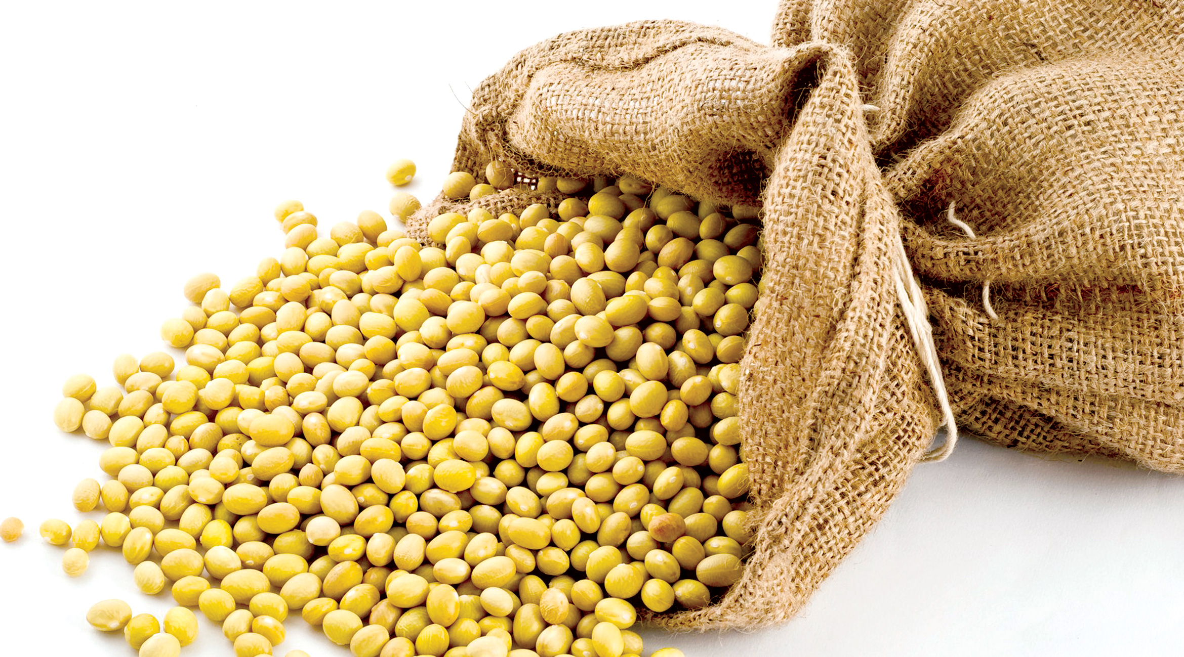 Đậu nành không chỉ chứa nhiều những hợp chất giống estrogen mà còn làm rối loạn hoạt động của tuyến giáp - hệ thống kiểm soát hormone trong cơ thể.