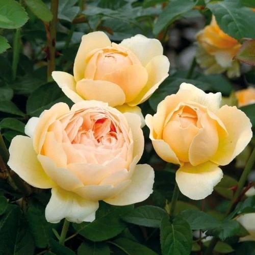 Hiện tại, Đăng ký và nhận 60K 24 bao lì xì miễn phí mỗi ngày chị vẫn nuôi ngựa để nấu cao, phần còn lại làm giò bán với giá khoảng 500.000 đồng/kg. Ảnh: VietNamNet