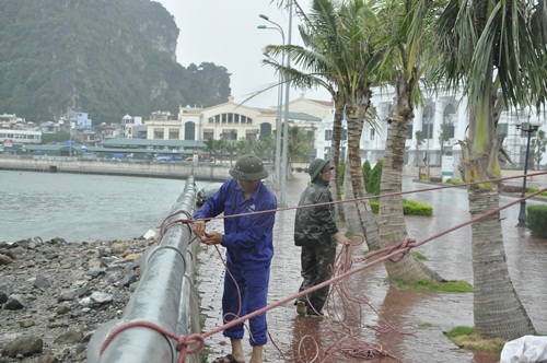 Chằng chéo lại các cây xanh bên đường bao biển.