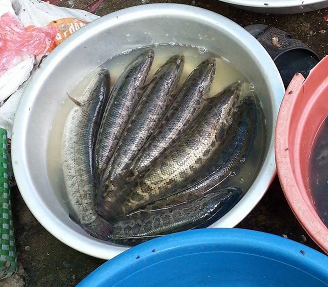 Ph&acirc;n biệt c&aacute; quả Trung Quốc v&agrave; Việt Nam th&ocirc;ng qua h&igrave;nh dạng v&agrave; chất lượng của c&aacute;