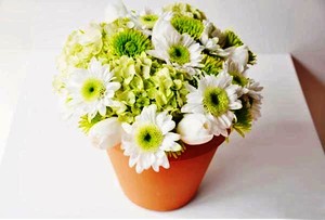 Với chậu đất nung lớn, cắm xen với hoa cẩm t&uacute; cầu c&ugrave;ng t&ocirc;ng m&agrave;u. Như vậy, những b&ocirc;ng c&uacute;c trắng điểm xuyết sẽ được nổi bật hơn.
