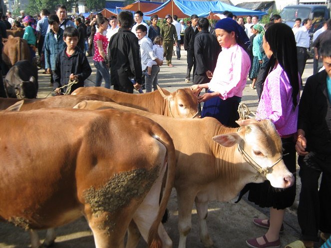 Cảnh b&aacute;o bệnh Nhiệt th&aacute;n từ gia s&uacute;c l&acirc;y sang người