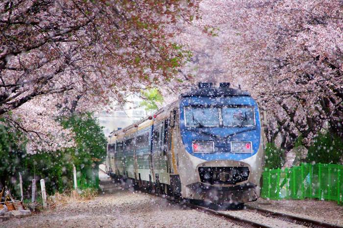 Du lịch m&ugrave;a xu&acirc;n ở ch&acirc;u &Aacute; thường c&oacute; chi ph&iacute; rẻ hơn nhiều so với du lịch ch&acirc;u &Acirc;u m&ugrave;a xu&acirc;n