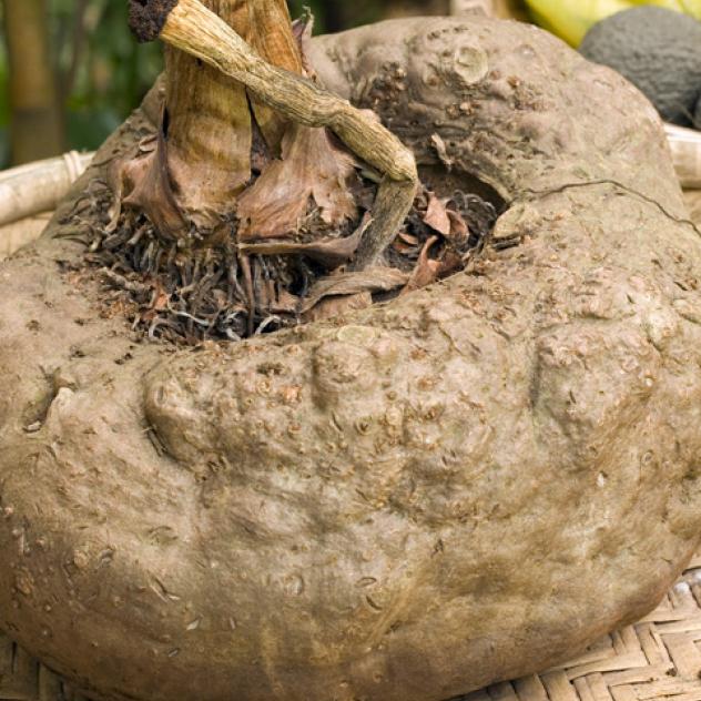 Cách giảm cân hiệu quả từ thiên nhiên với củ rễ của cây konjac