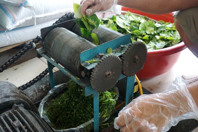 Cắt lá chanh bằng máy để làm nhân cho một số loại bánh trong đó có bánh trung thu nhân thập cẩm.