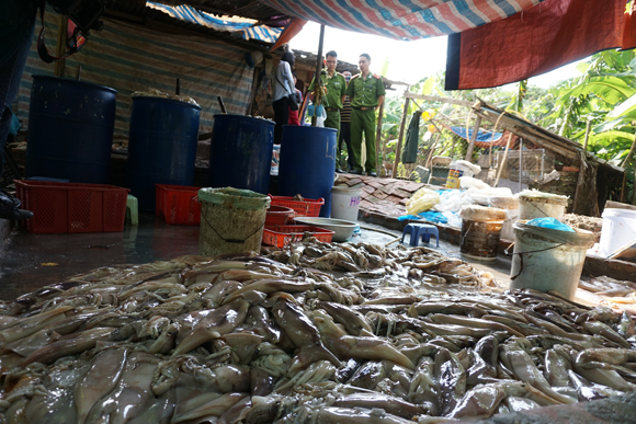 ...mỗi ngày chủ cơ sở cho ra thị trường khoảng 300 kg mực trắng phau...