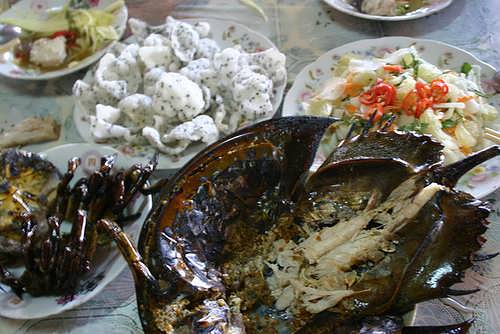 Nhiều người tử vong do ăn nhầm sam biển