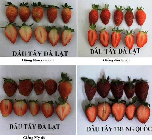 Nhận biết d&acirc;u t&acirc;y Trung Quốc qua h&igrave;nh dạng, k&iacute;ch thước, độ cứng, m&agrave;u sắc,.. của quả