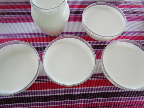 Đổ hỗn hợp sữa chua v&agrave;o từng hũ hay ch&eacute;n thủy tinh nhỏ sạch, đậy nắp lại. Xếp c&aacute;c hủ n&agrave;y v&agrave;o khay, phủ khăn ấm vắt kh&ocirc; l&ecirc;n khay sữa. Để khay sữa v&agrave;o l&ograve; ủ khoảng 7 &ndash; 8 tiếng cho sữa l&ecirc;n men. Sau đ&oacute; mới cho v&agrave;o ngăn m&aacute;t tủ lạnh cho sữa cứng hơn.