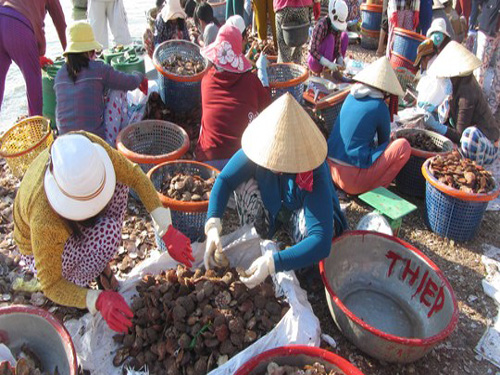 S&ograve; l&ocirc;ng b&agrave;y b&aacute;n trến trị trường