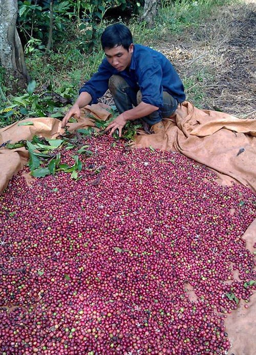 N&ocirc;ng d&acirc;n trồng c&agrave; ph&ecirc; khấp khởi mừng v&igrave; gi&aacute; bất ngờ tăng vọt