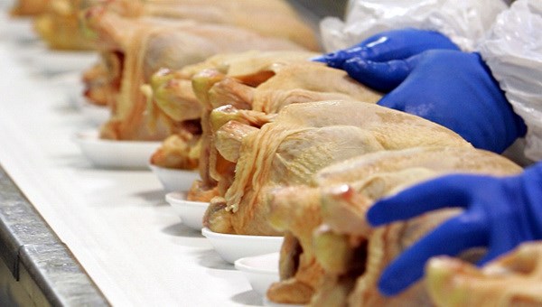 Thu hồi thịt g&agrave; của c&ocirc;ng ty Foster Farms bị nhiễm khuẩn Salmonella