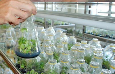 C&ocirc;ng nghệ sinh học g&oacute;p phần đảm bảo an ninh lương thực quốc gia