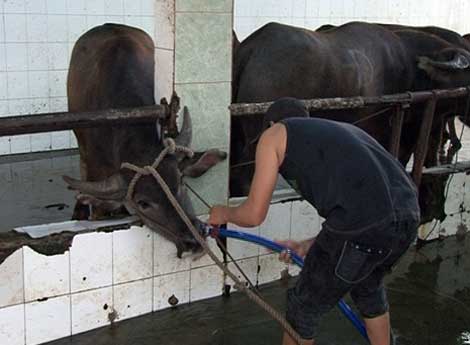 Bơm nước v&agrave;o b&ograve; trước khi giết mổ l&agrave;m tăng trọng đ&aacute;ng kể