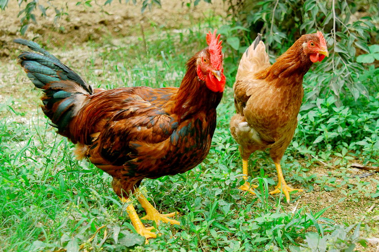 Cách chọn gà an toàn nh&acirc;́t là chọn con còn s&ocirc;́ng