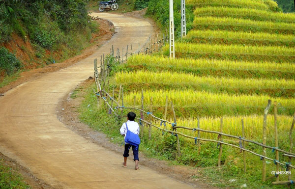 Cậu bé đi học về trên con đường vàng