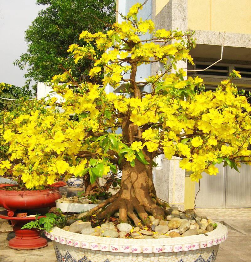 Hoa mai tượng trưng cho sự ph&uacute; qu&yacute; gi&agrave;u sang