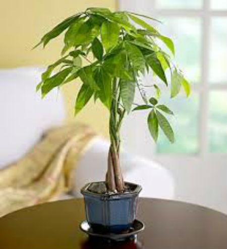 C&acirc;y kim ng&acirc;n mang lại may mắn về tiền bạc