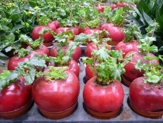 Củ cải đỏ mang lại may mắn 