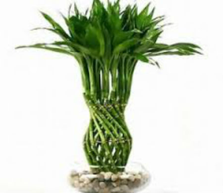 C&acirc;y phất du tượng trưng cho sự ph&aacute;t lộc