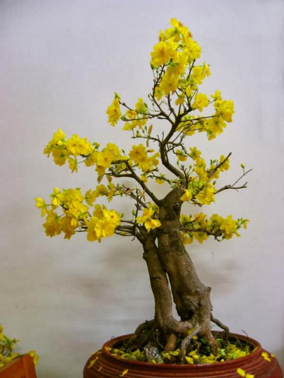 Hoa mai tượng trưng cho ngũ ph&uacute;c