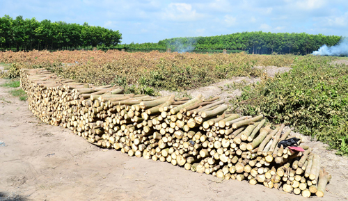 Hiện tượng chặt bỏ vườn cao su hiện nay diễn ra phổ biến tại khu vực T&acirc;y Nguy&ecirc;n v&agrave; Đ&ocirc;ng Nam Bộ