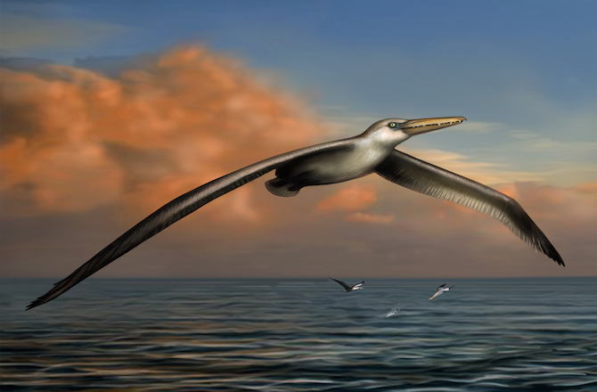 Pelagornis sandersi