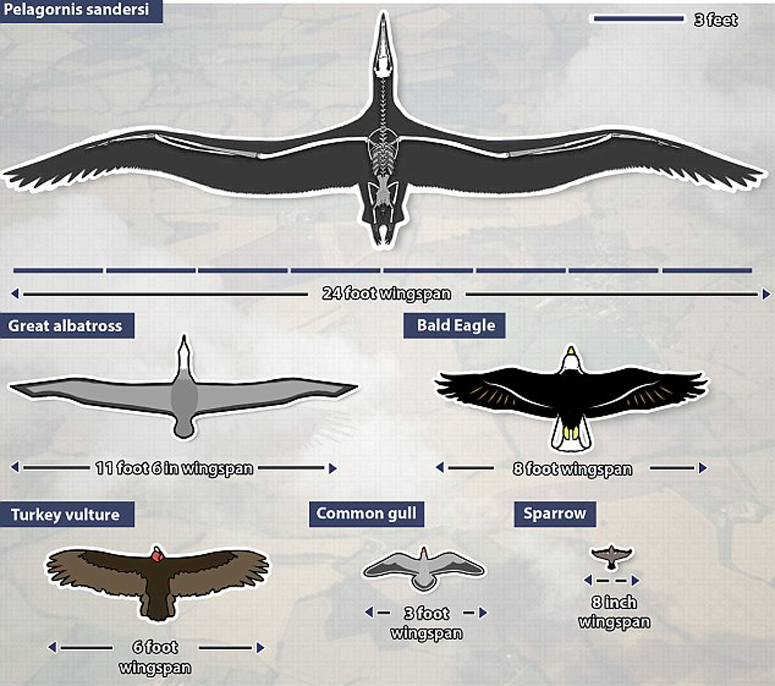 K&iacute;ch thước của Pelagornis sandersi
